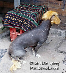Andean dog, Aguas Calientes, Peru